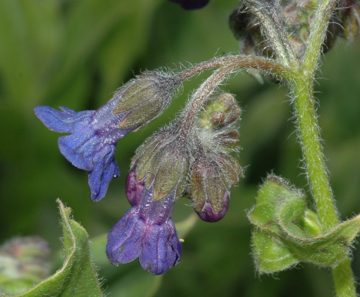 Boraginaceae Lindelofia anchusoides