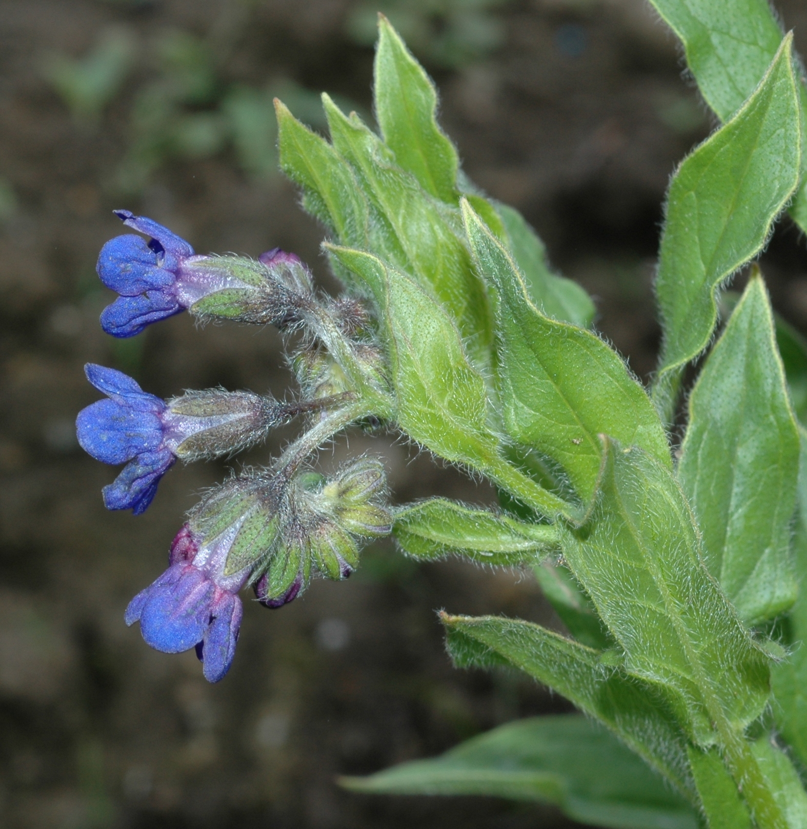 Boraginaceae Lindelofia anchusoides