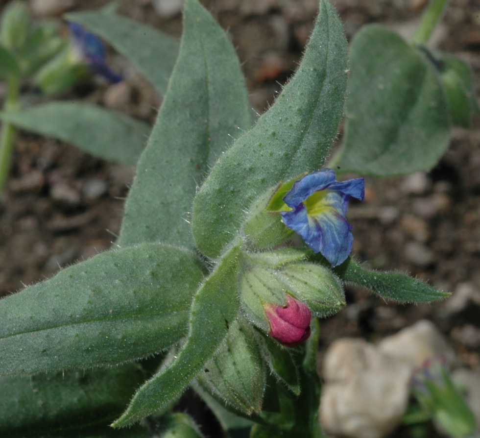 Boraginaceae Nonea rosea