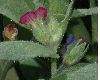 image of Nonea rosea
