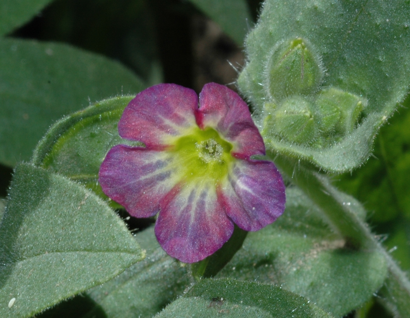Boraginaceae Nonea rosea