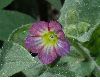 image of Nonea rosea