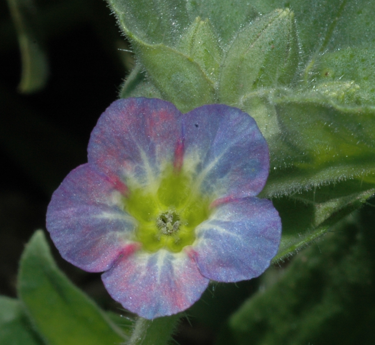 Boraginaceae Nonea rosea
