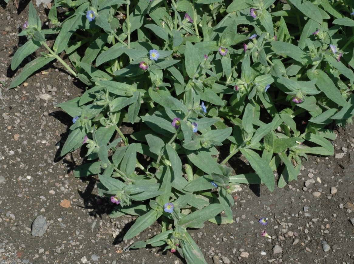 Boraginaceae Nonea rosea