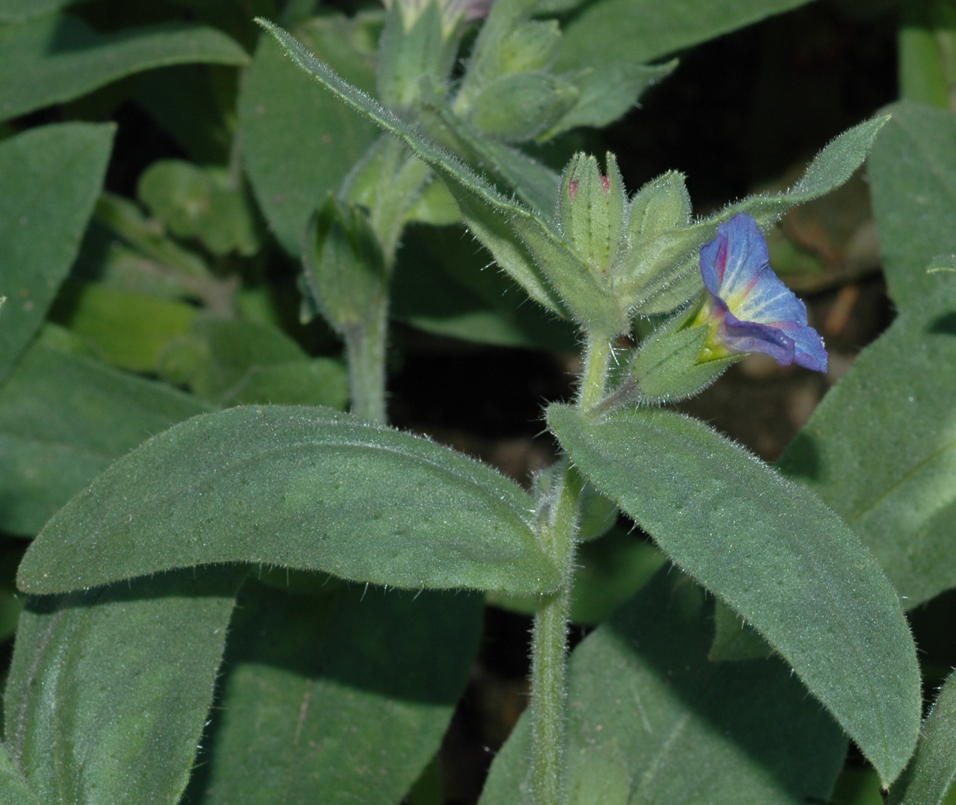Boraginaceae Nonea rosea