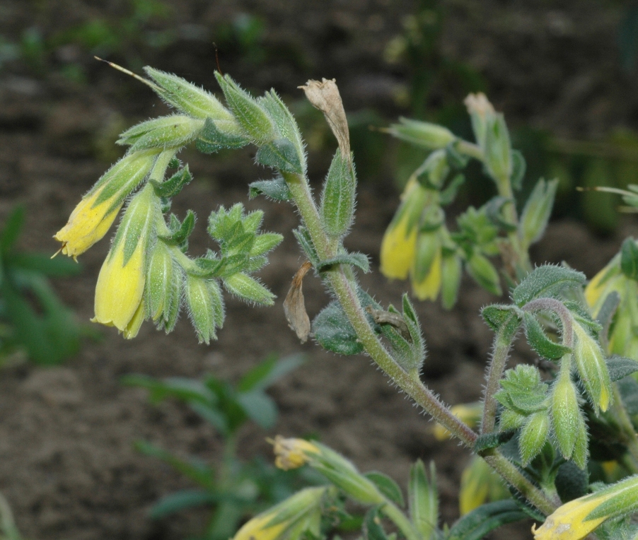 Boraginaceae Onosma stellulata