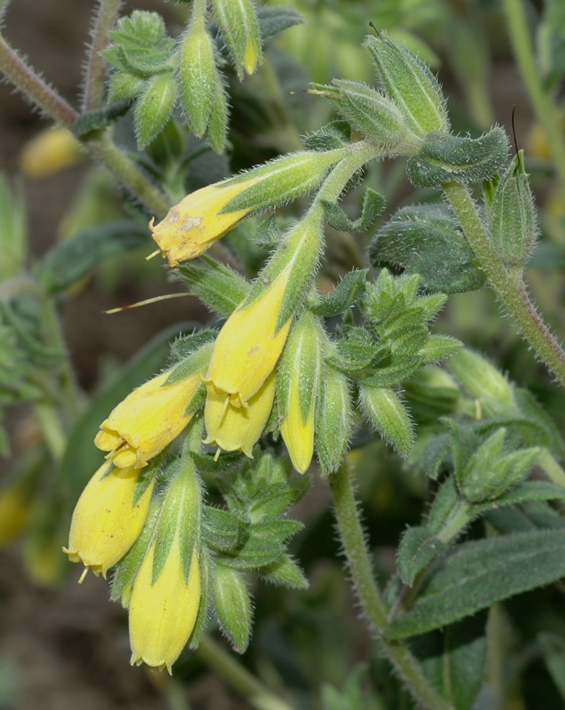 Boraginaceae Onosma stellulata