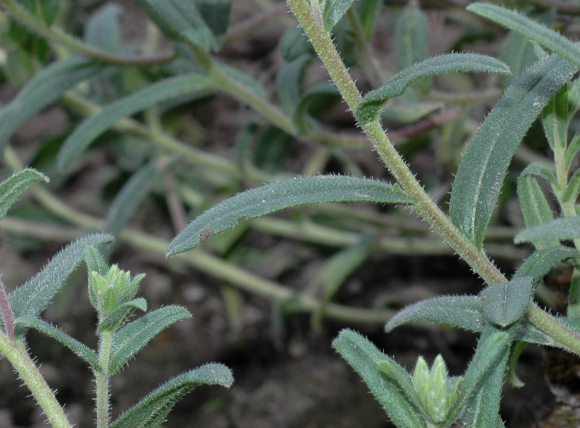 Boraginaceae Onosma stellulata
