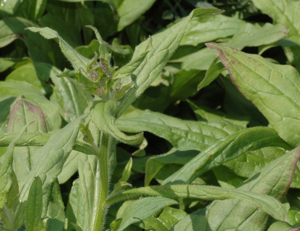 Boraginaceae Paracaryum coelestinum