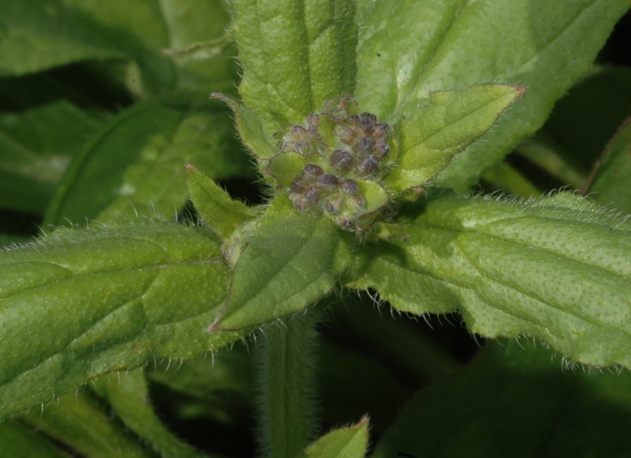 Boraginaceae Paracaryum coelestinum