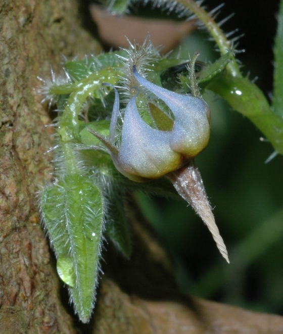 Boraginaceae Trichodesma africanum