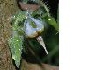 image of Trichodesma africanum