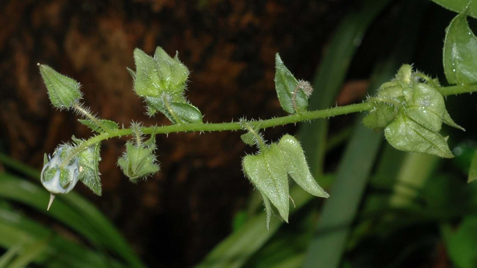 Boraginaceae Trichodesma africanum