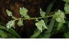 image of Trichodesma africanum