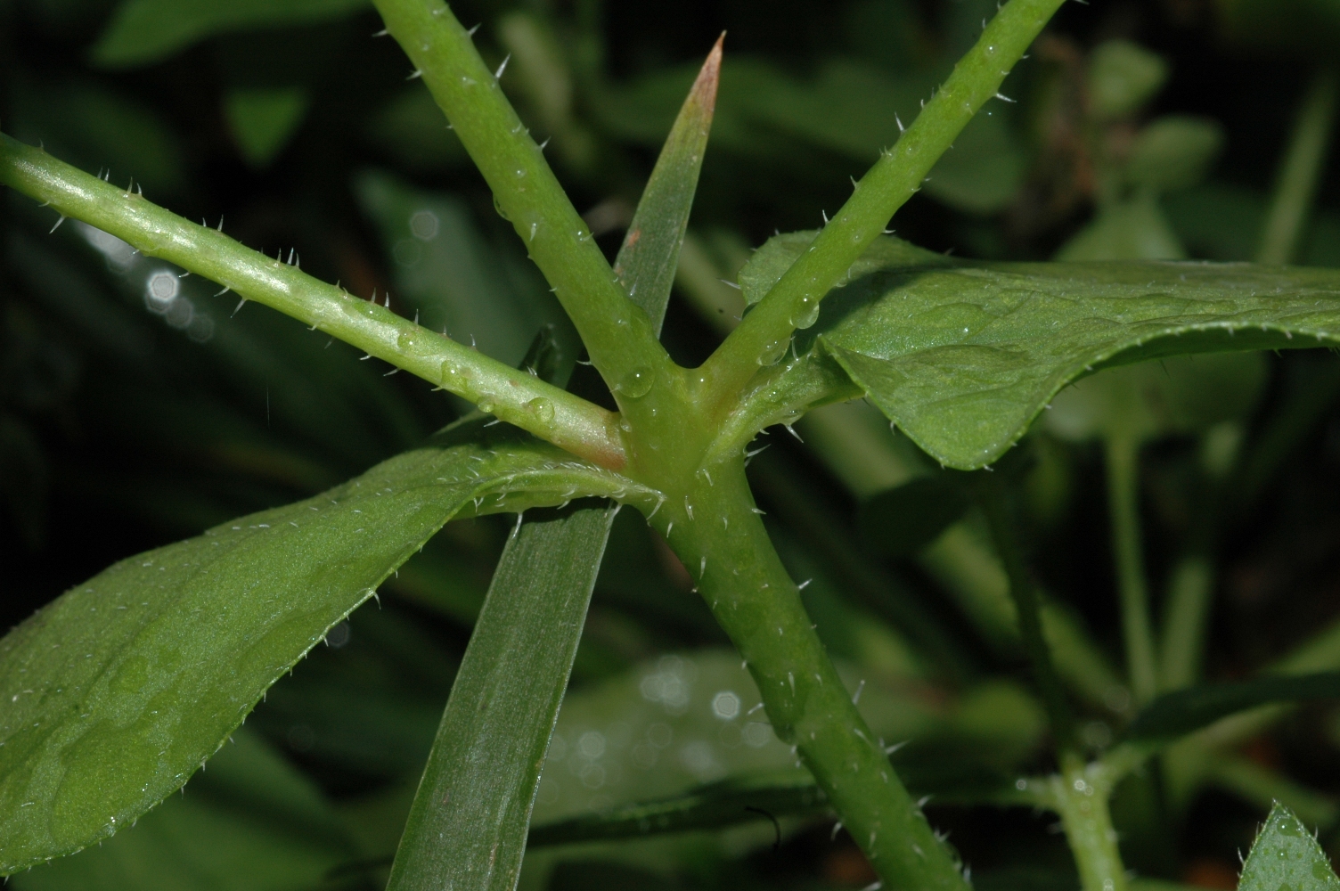 Boraginaceae Trichodesma africanum