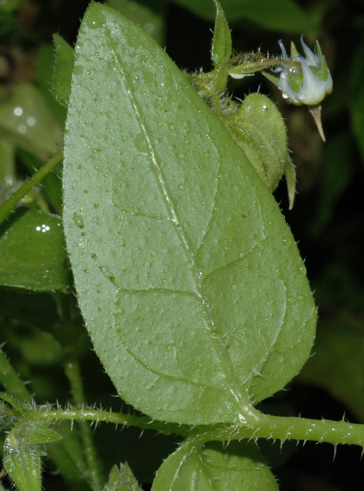 Boraginaceae Trichodesma africanum