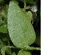 image of Trichodesma africanum