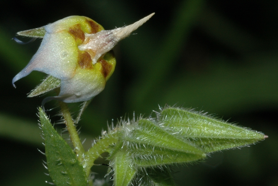 Boraginaceae Trichodesma africanum