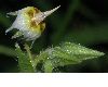 image of Trichodesma africanum