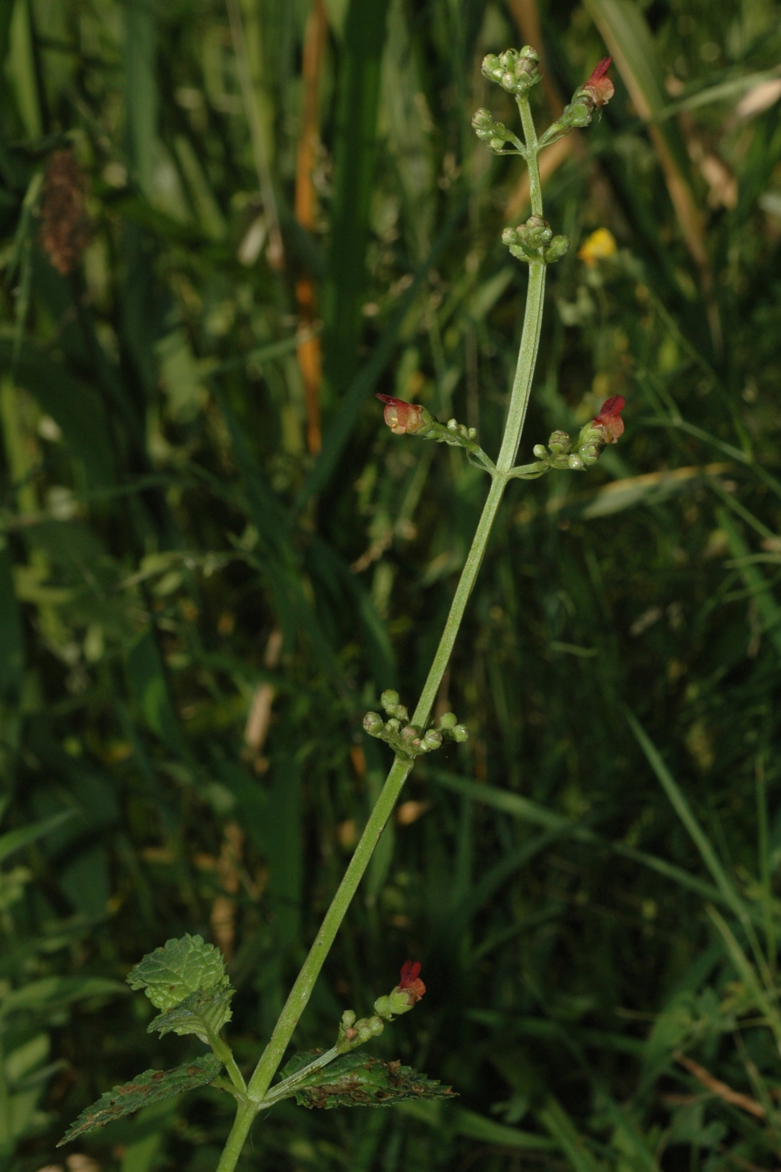 Scrophulariaceae Scrophularia auriculata