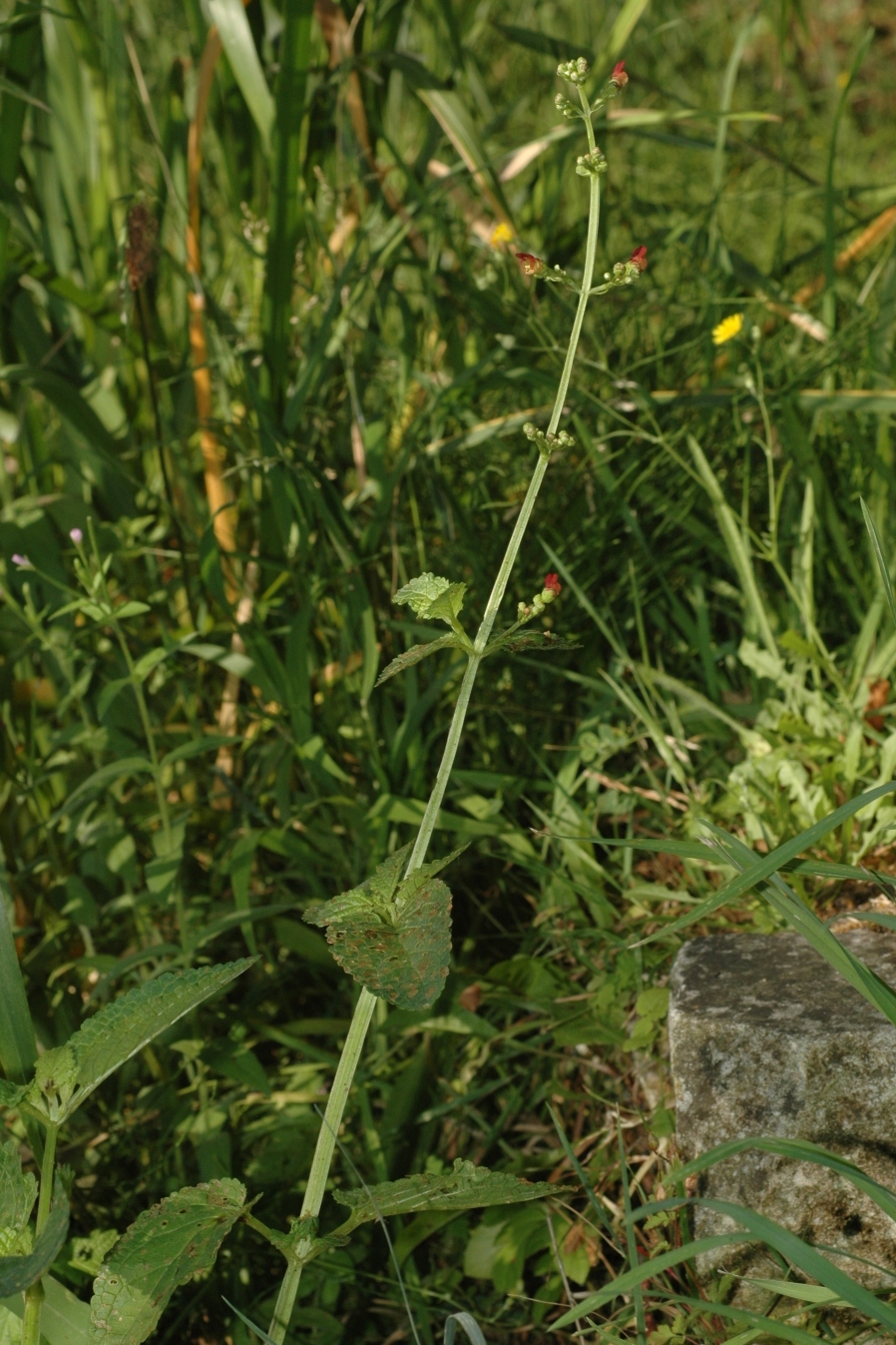 Scrophulariaceae Scrophularia auriculata