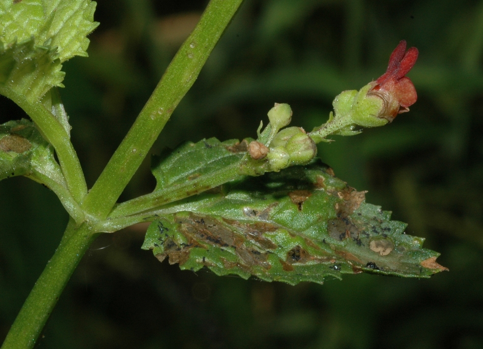 Scrophulariaceae Scrophularia auriculata