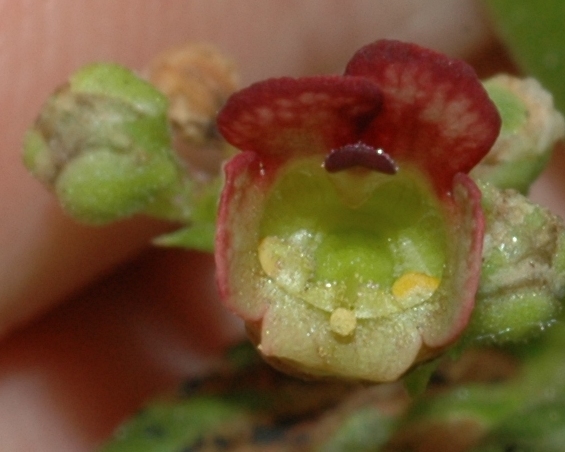Scrophulariaceae Scrophularia auriculata
