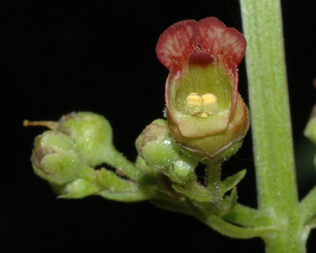 Scrophulariaceae Scrophularia auriculata