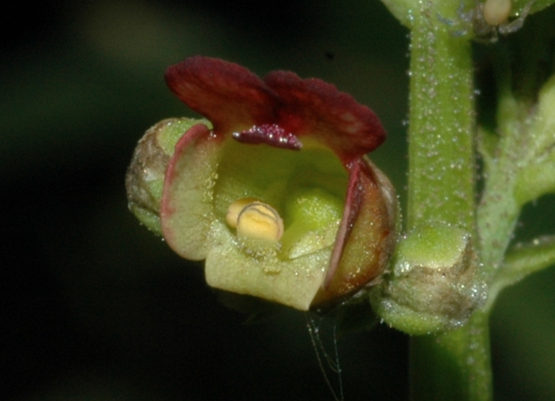 Scrophulariaceae Scrophularia auriculata