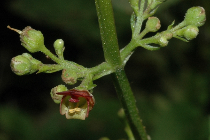 Scrophulariaceae Scrophularia auriculata