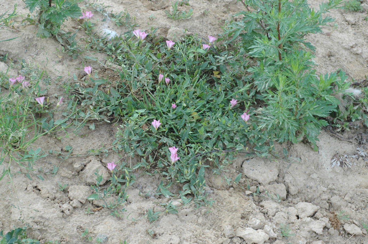 Convolvulaceae Convolvulus arvensis