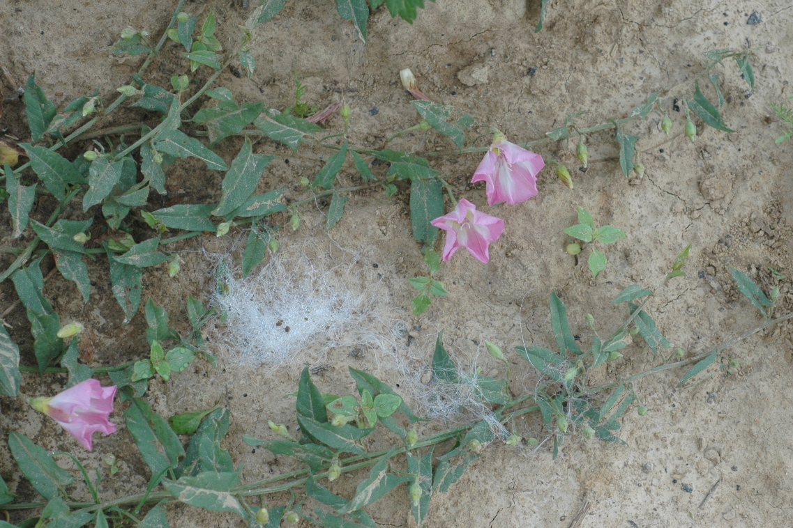 Convolvulaceae Convolvulus arvensis