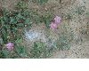 image of Convolvulus arvensis