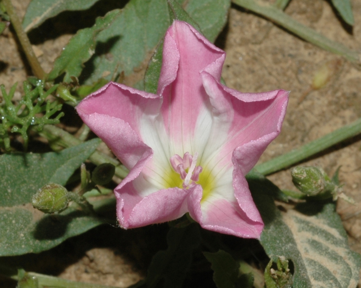 Convolvulaceae Convolvulus arvensis