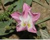 image of Convolvulus arvensis