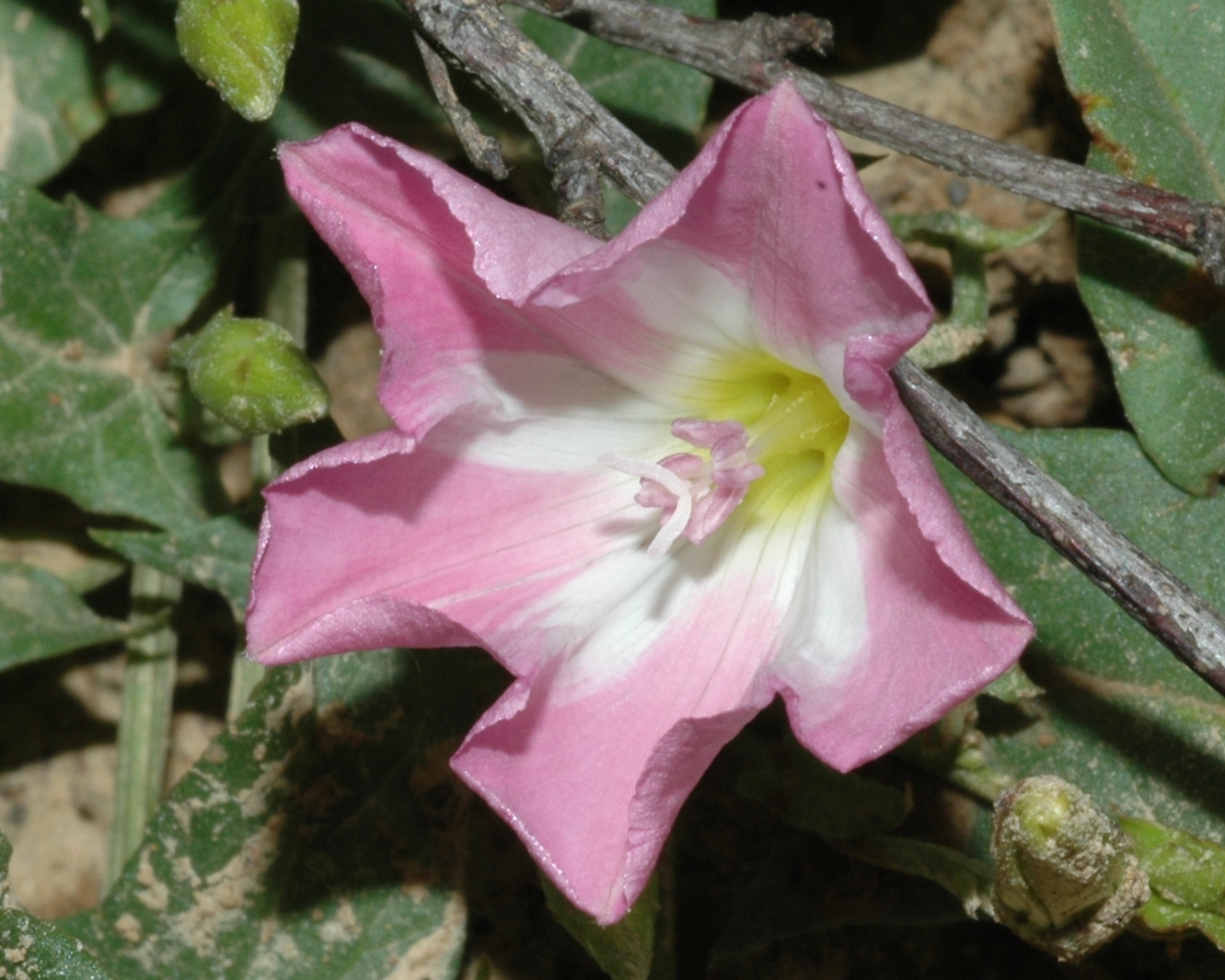 Convolvulaceae Convolvulus arvensis