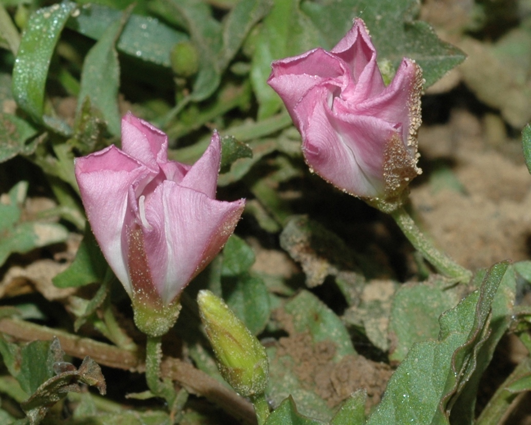 Convolvulaceae Convolvulus arvensis