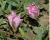 image of Convolvulus arvensis