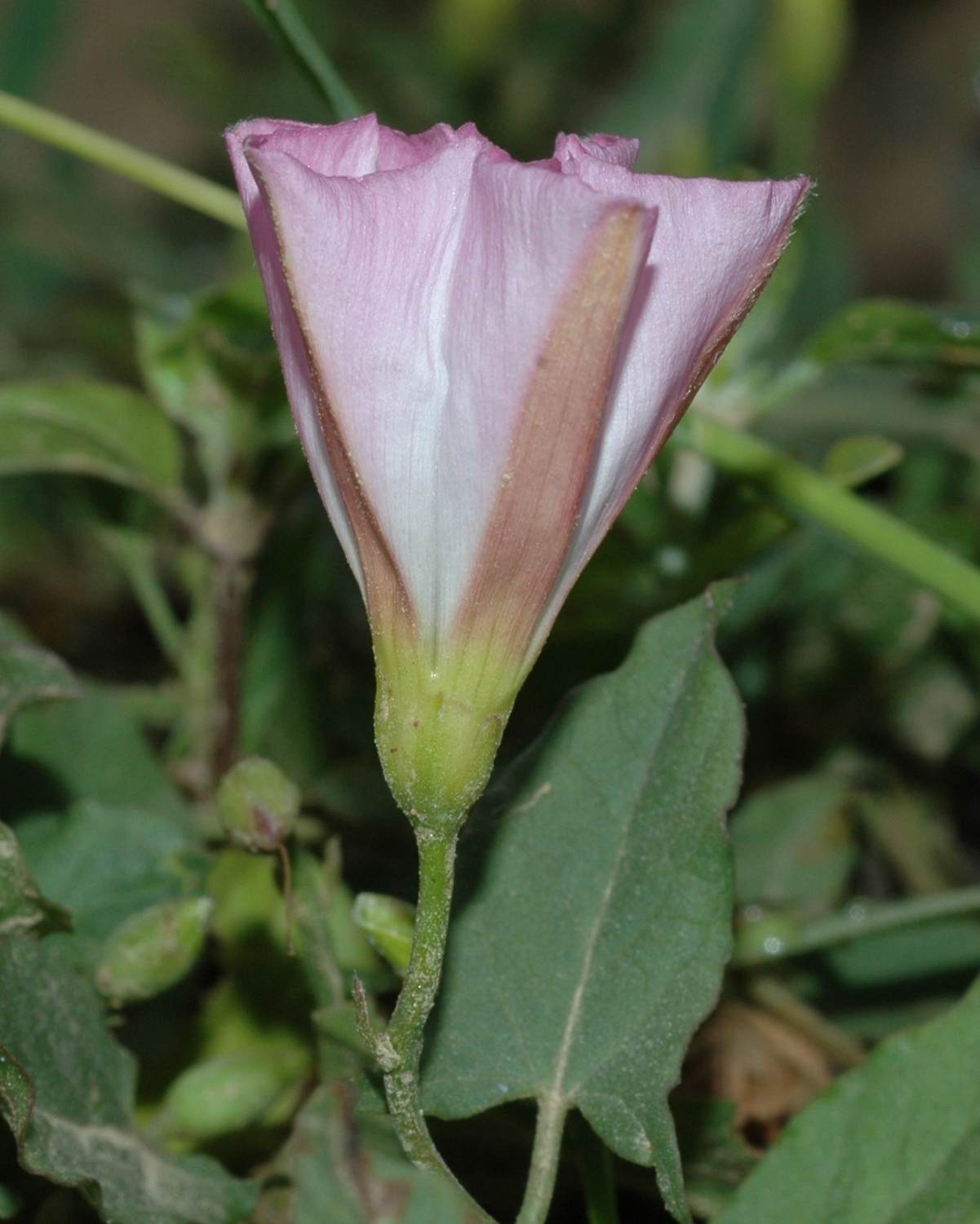 Convolvulaceae Convolvulus arvensis