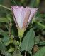 image of Convolvulus arvensis