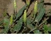 image of Convolvulus arvensis
