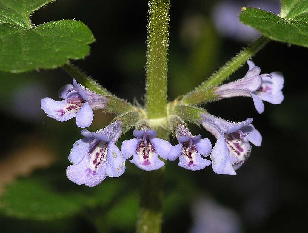 Lamiaceae Glechoma hederacea