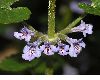 image of Glechoma hederacea