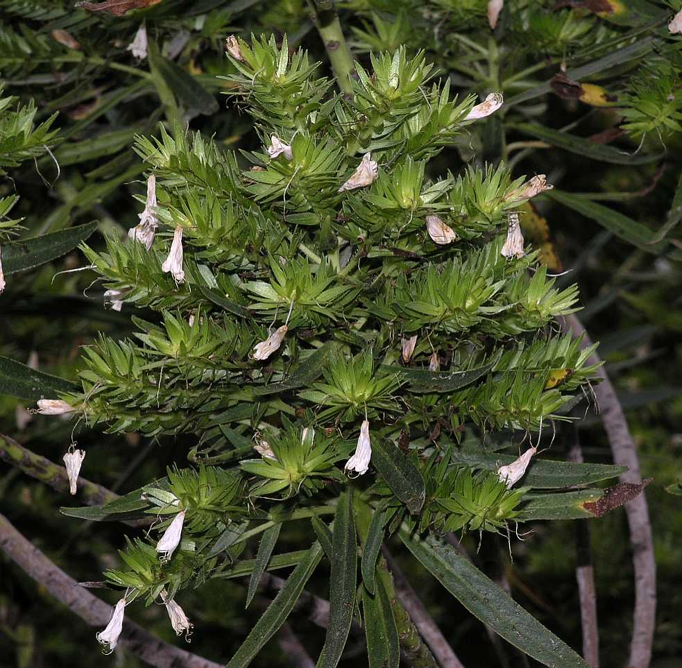Boraginaceae Echium aculeatum