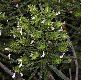 image of Echium aculeatum