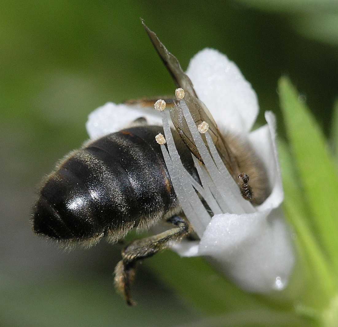 Apidae  