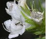 image of Echium aculeatum