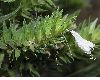 image of Echium aculeatum