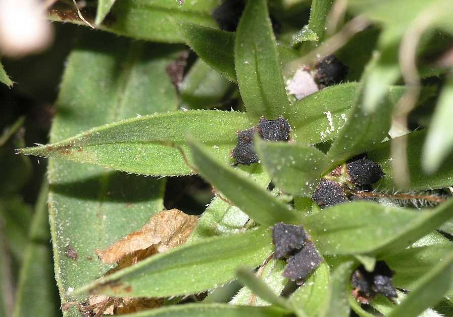 Boraginaceae Echium aculeatum