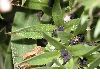 image of Echium aculeatum